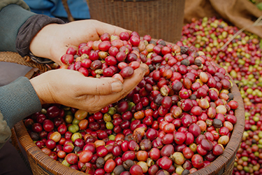 THAM QUAN QUY TRÌNH TRỒNG VÀ THU HOẠCH CÀ PHÊ CỦA CHÚNG TÔI